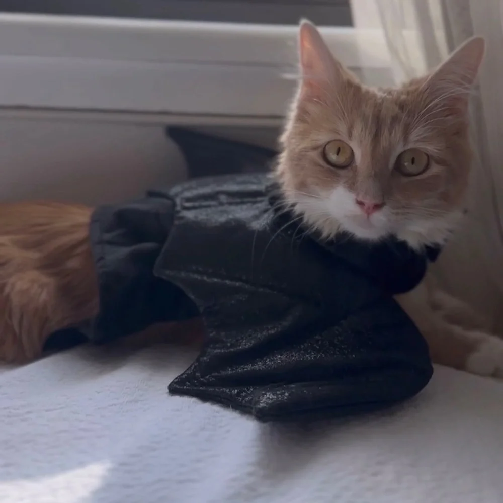 Halloween Bratty Batty Cat Costume